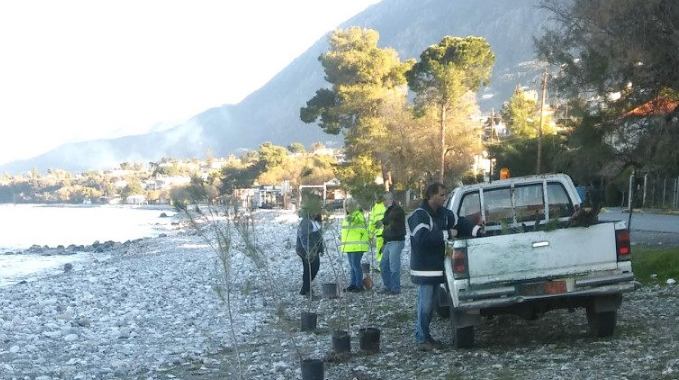 Φυτεύσεις δενδρυλλίων κουκουναριάς και πεύκου στη Μικρή Μαντίνεια. 41