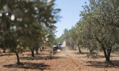 Αγροτοκτηνοτροφικός σύλλογος Μεσσήνης: Οι αγρότες καταστρεφόμαστε 36