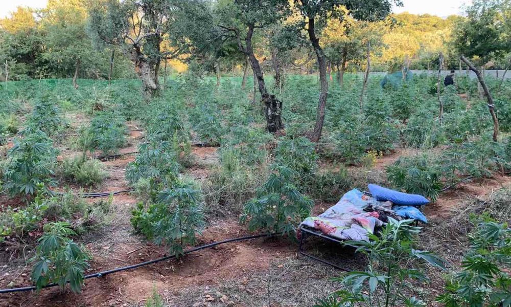 Συνελήφθησαν δυο άτομα που καλλιεργούσαν 640 δενδρύλλια κάνναβης στον Ταΰγετο, τραυμάτισαν δύο αστυνομικούς 12