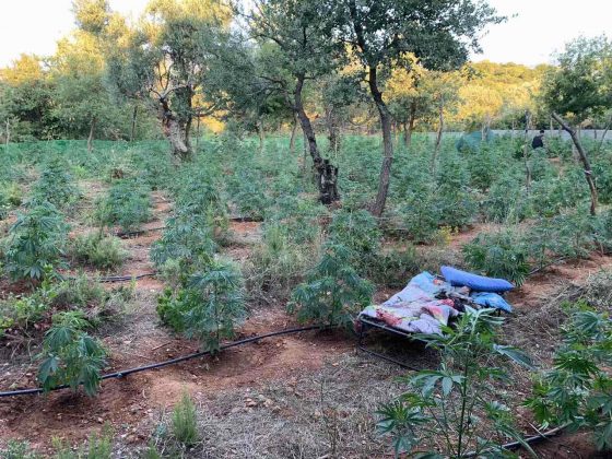 Συνελήφθησαν δυο άτομα που καλλιεργούσαν 640 δενδρύλλια κάνναβης στον Ταΰγετο, τραυμάτισαν δύο αστυνομικούς
