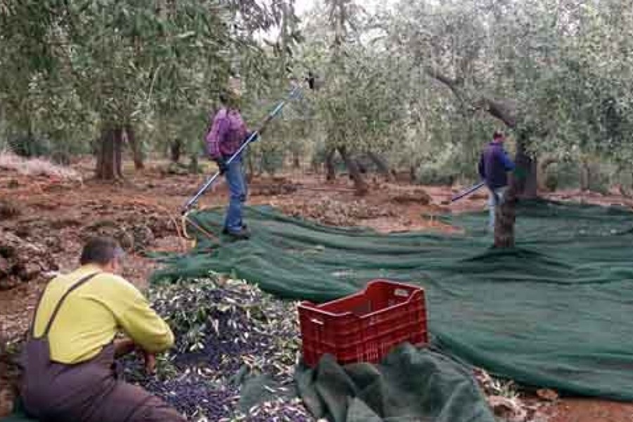 Τεστ ταχείας ανίχνευσης του Κορωνοϊού για τους εργάτες ελαιοσυγκομιδής 1