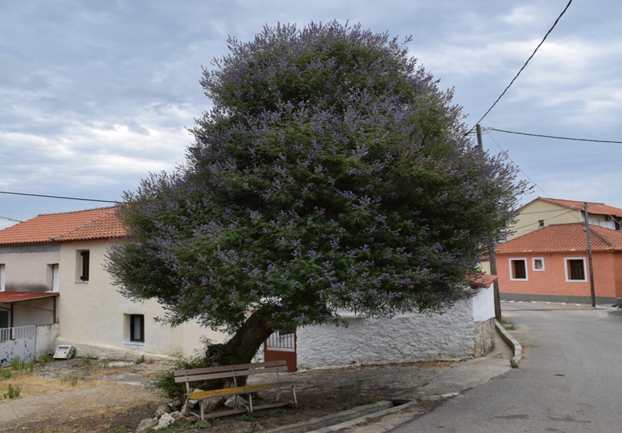 γηραιότερη Λυγαριά