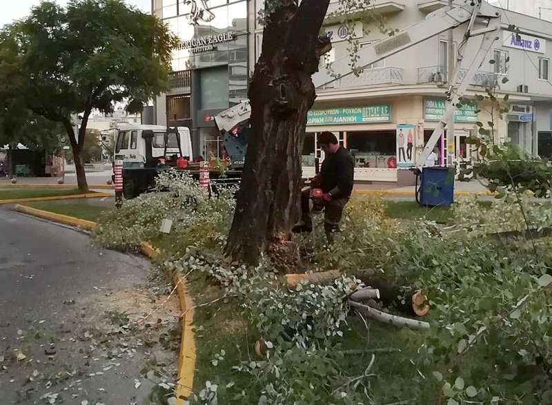 Συνεργείο του Δήμου Καλαμάτας έκοψε λεύκα στο κέντρο της πόλης 3