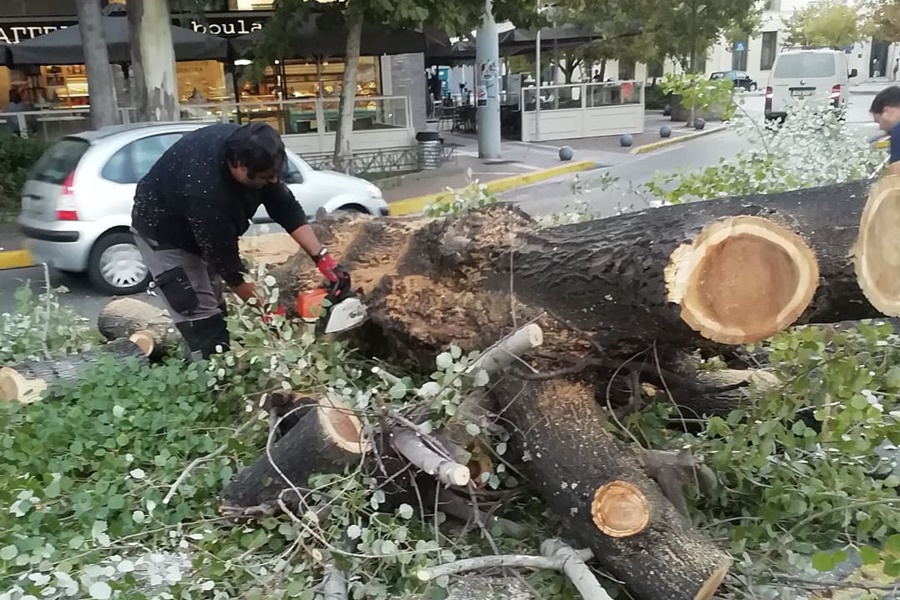 Συνεργείο του Δήμου Καλαμάτας έκοψε λεύκα στο κέντρο της πόλης 4