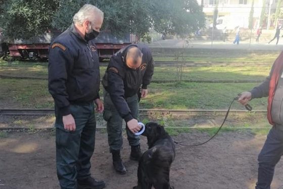 Έλεγχος τσιπ στα δεσποζόμενα ζώα από τη Δημοτική Αστυνομία Καλαμάτας