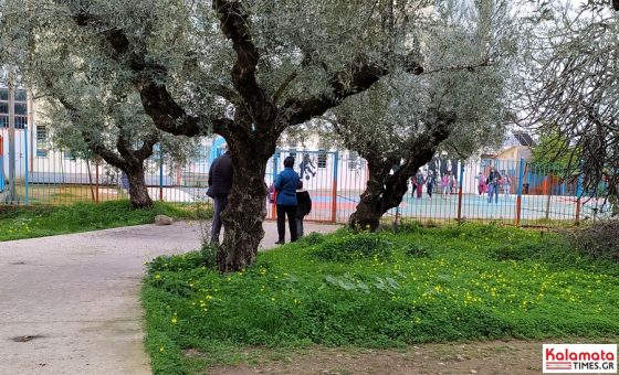 Τα σχολεία της Καλαμάτας όπου θα πραγματοποιηθούν δράσεις με θέμα την Παγκόσμια Ημέρα Ελιάς