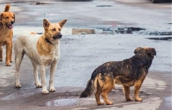 Μνημόνιο συνεργασίας μεταξύ Δήμου Μεσσήνης και Φιλοζωικού Ομίλου Καλαμάτας