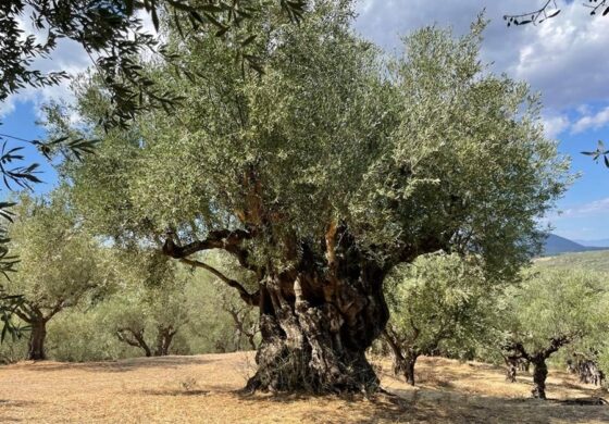 Υπεραιωνόβιες ελιές στέκονται αγέρωχες στη Βασιλάδα του Δήμου Μεσσήνης 26