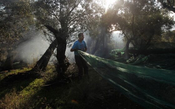 Ελιά Καλαμάτας ΠΟΠ – 6 χρόνια μετά συμπληρώσαμε έναν τέλειο κύκλο χαμένων ευκαιριών