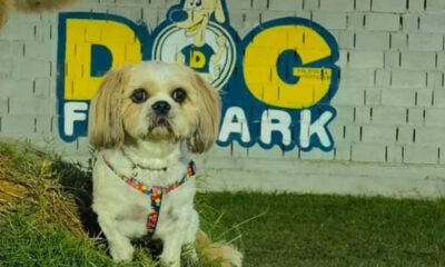 Dog Fun Park: Το hotpot των φιλόζωων 16