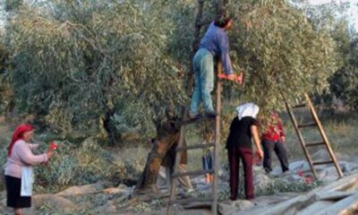 Φεύγουν οι Αλβανοί εργάτες από τη χώρα ‑ Σε κίνδυνο η ελαιοπαραγωγή 6