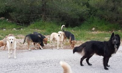 Τραγωδία στα Ανω Λιόσια: Αγέλη σκύλων κατασπάραξε 68χρονη 56