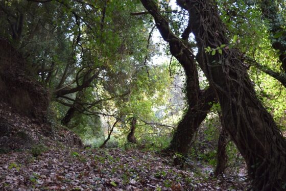 Στα Μεσογειακά Μονοπάτια Μηναγίων ο Σ.Π.Ο.Κ. ''Ο Ευκλής'' 13