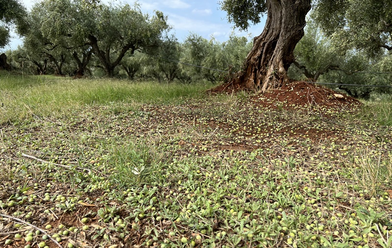 Ο Στάθης Αναστασόπουλος για τις ζημιές στην Τριφυλία από τη χαλαζόπτωση 3