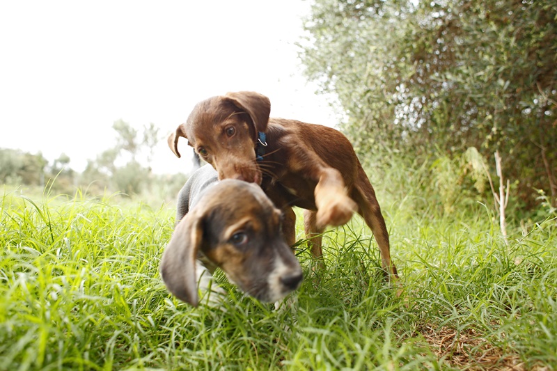 Η Costa Navarino και η PURINA® διοργανώνoυν 10-12 Μαΐου το 3ο διήμερο υιοθεσίας αδέσποτων ζώων 8