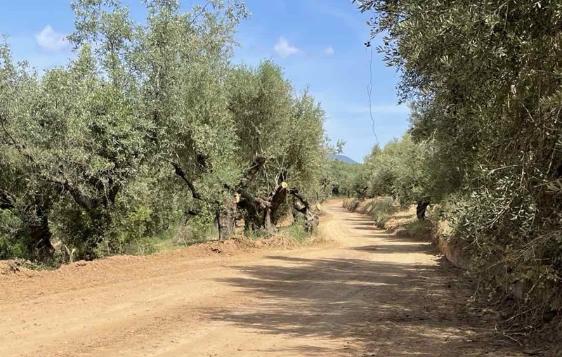 Ασφαλτόστρωση του αγροτικού δρόμου Μυρτοποταμιά του Δήμου Μεσσήνης 2