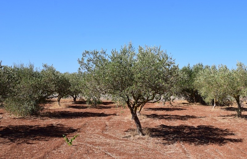 Η Ανομβρία και η Αδιαφορία της Κυβέρνησης καταστρέφουν την Ελαιοκαλλιέργεια και στην Μεσσηνία! 1