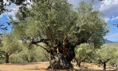 Ψήφισμα του Δ.Σ. Καλαμάτας υπέρ των πληγέντων αγροτών 18