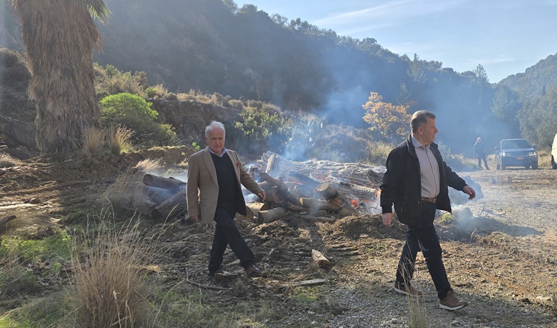 Απομάκρυνση ξερών πλατάνων στον ποταμό Νέδοντα 3