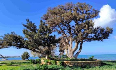 Ένταξη 3 μνημειακών δέντρων στο Δίκτυο Αιωνόβιων Δέντρων Ελληνικής Επανάστασης 8